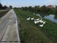 Imagine atasata: Bega - 2014.10.05 - 031.jpg